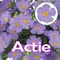 Afbeelding van Bacopa P12 "Actie" Blue